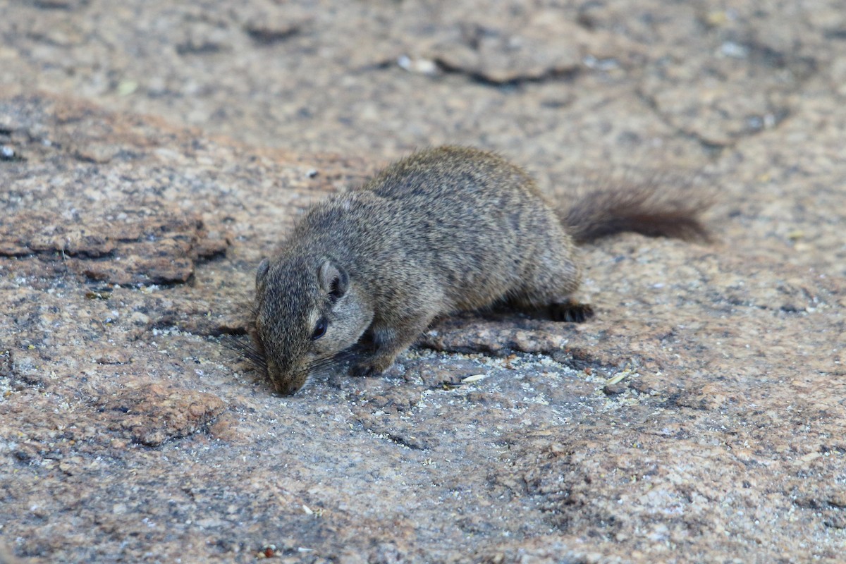 Dassie Rat - ML646962607