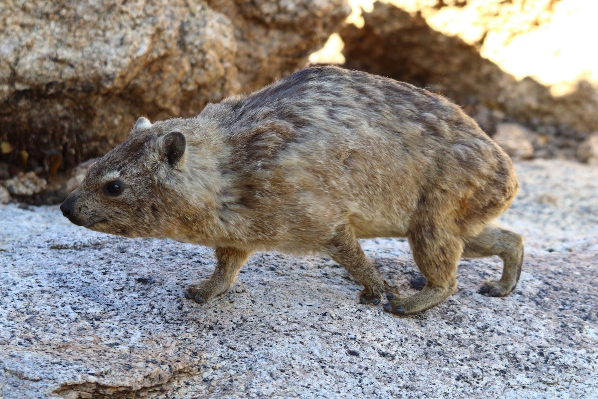 שפן סלע - ML646962608