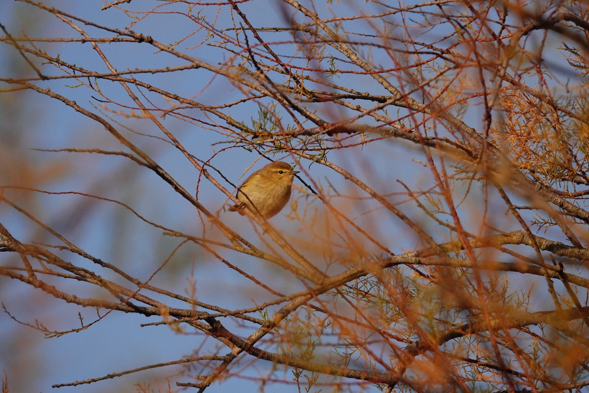 Txio arrunta - ML646962612