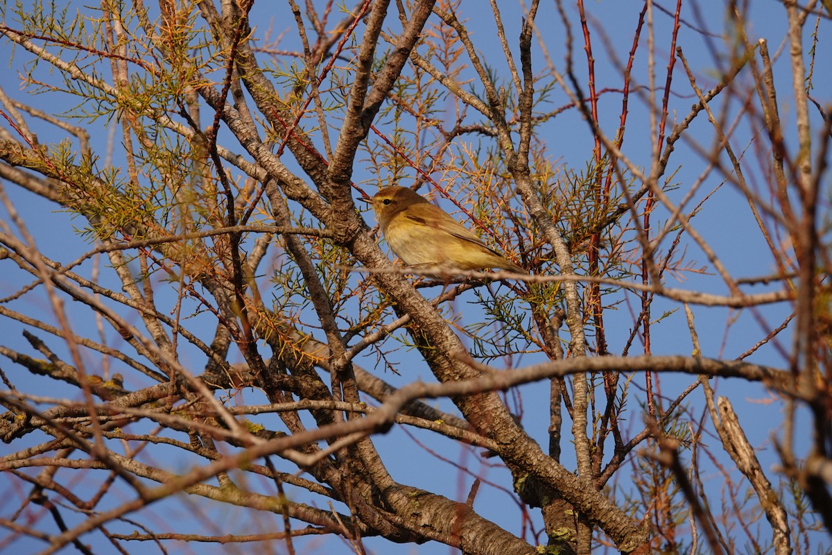 Txio arrunta - ML646962614