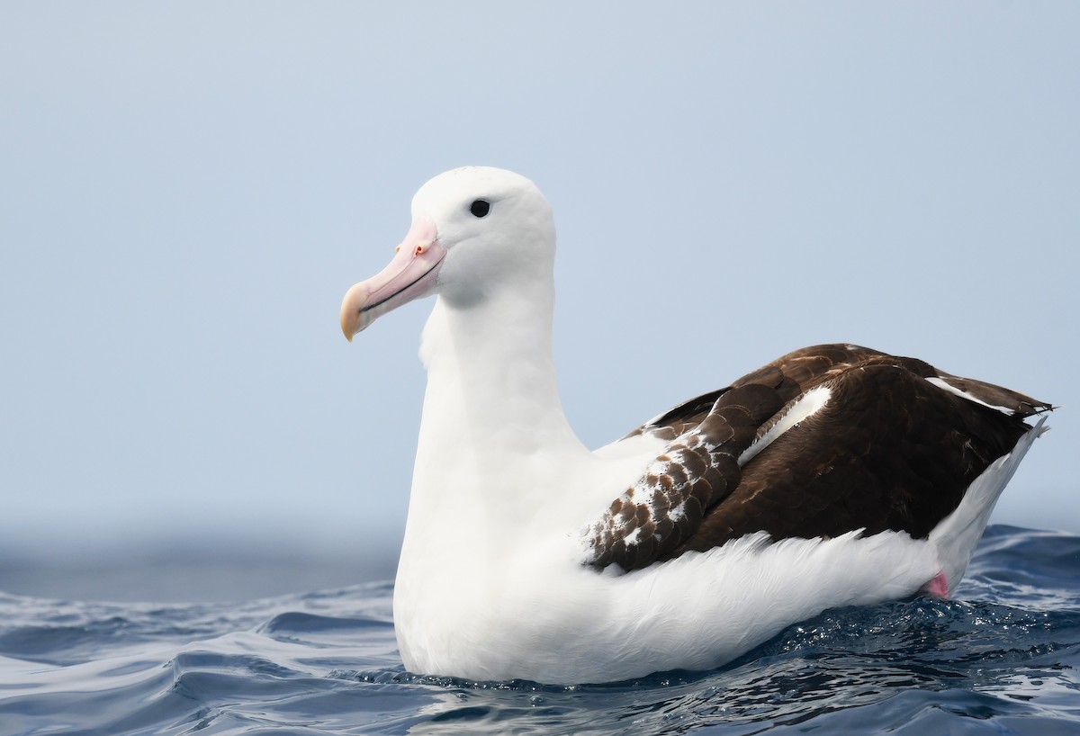 Kuzeyli Kral Albatros - ML646962615