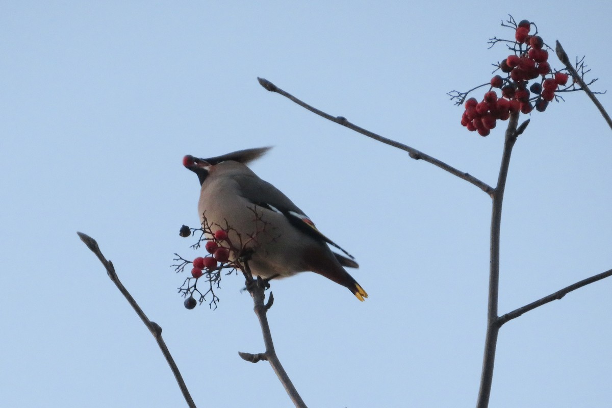 Bohemian Waxwing - ML646962616