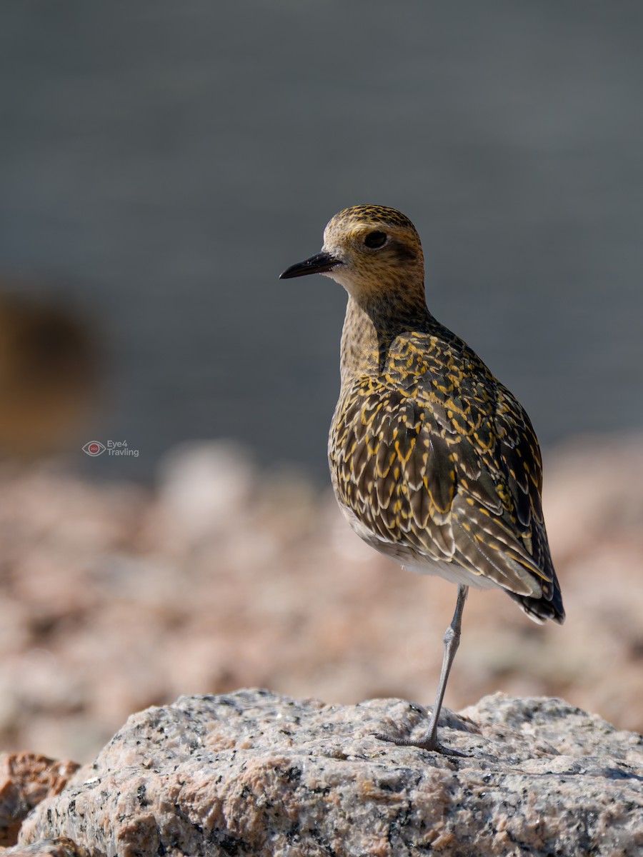 kulík pacifický - ML646962618