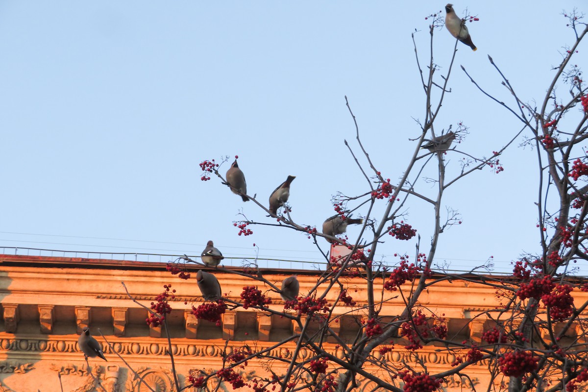 Bohemian Waxwing - ML646962621