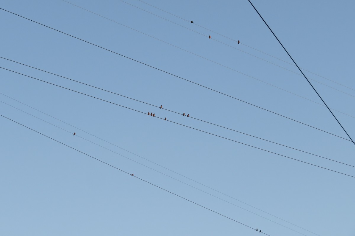 Bohemian Waxwing - ML646962625