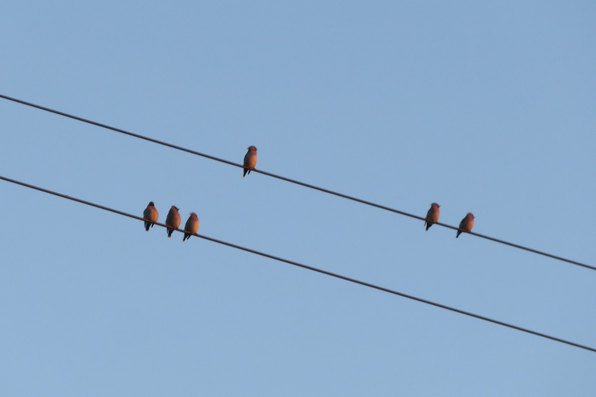 Bohemian Waxwing - ML646962626