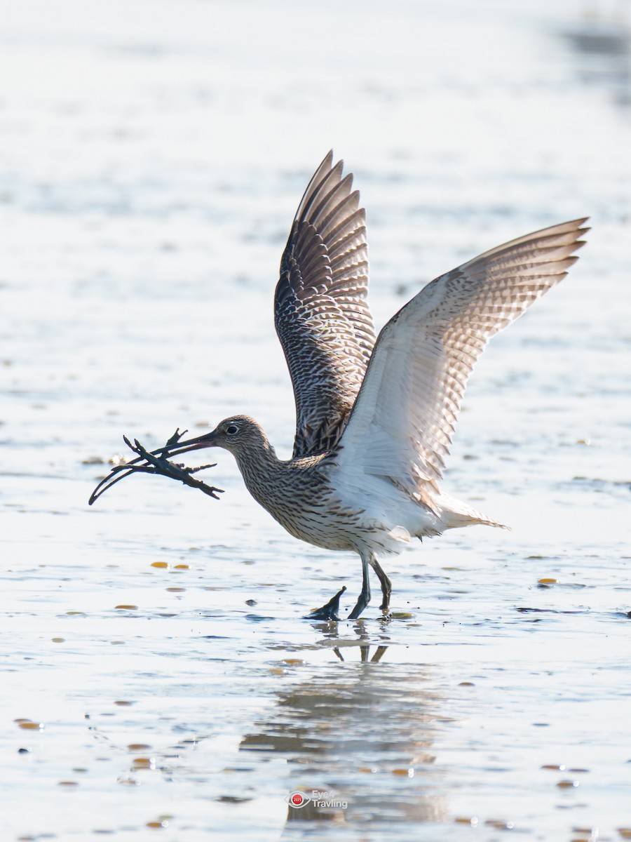 koliha velká - ML646962629