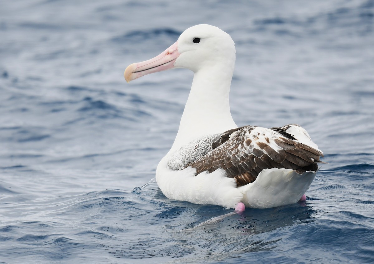 Güneyli Kral Albatros - ML646962639