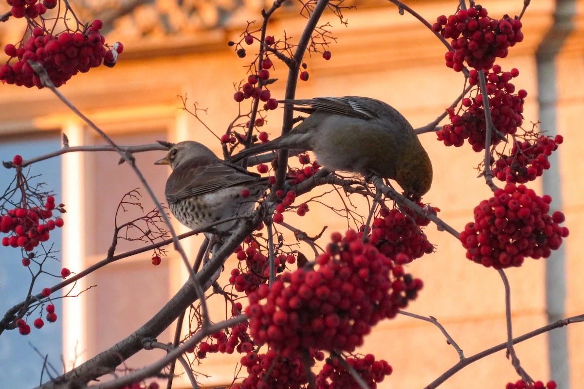 gråtrost - ML646962640