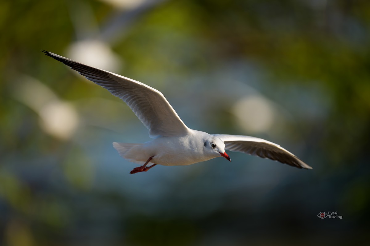 racek chechtavý - ML646962646