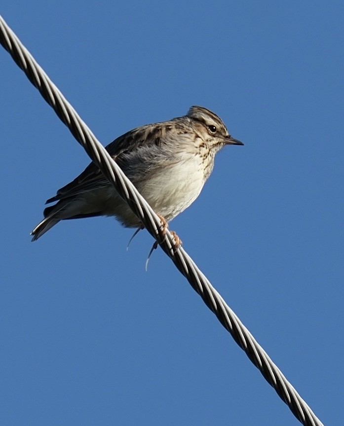 Wood Lark - ML646962648