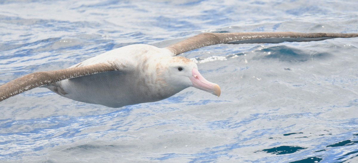 Antipod Gezgin Albatrosu (gibsoni) - ML646962650