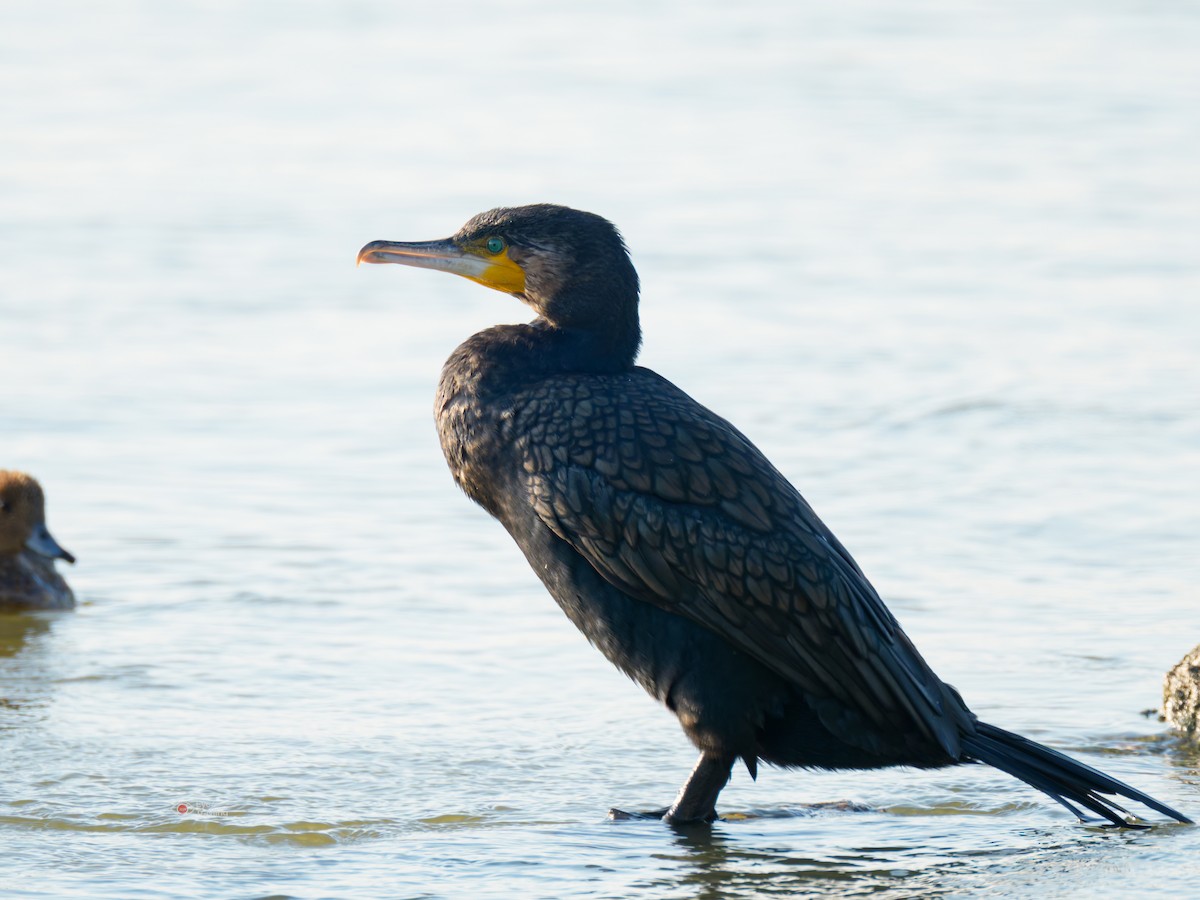 kormorán velký - ML646962651