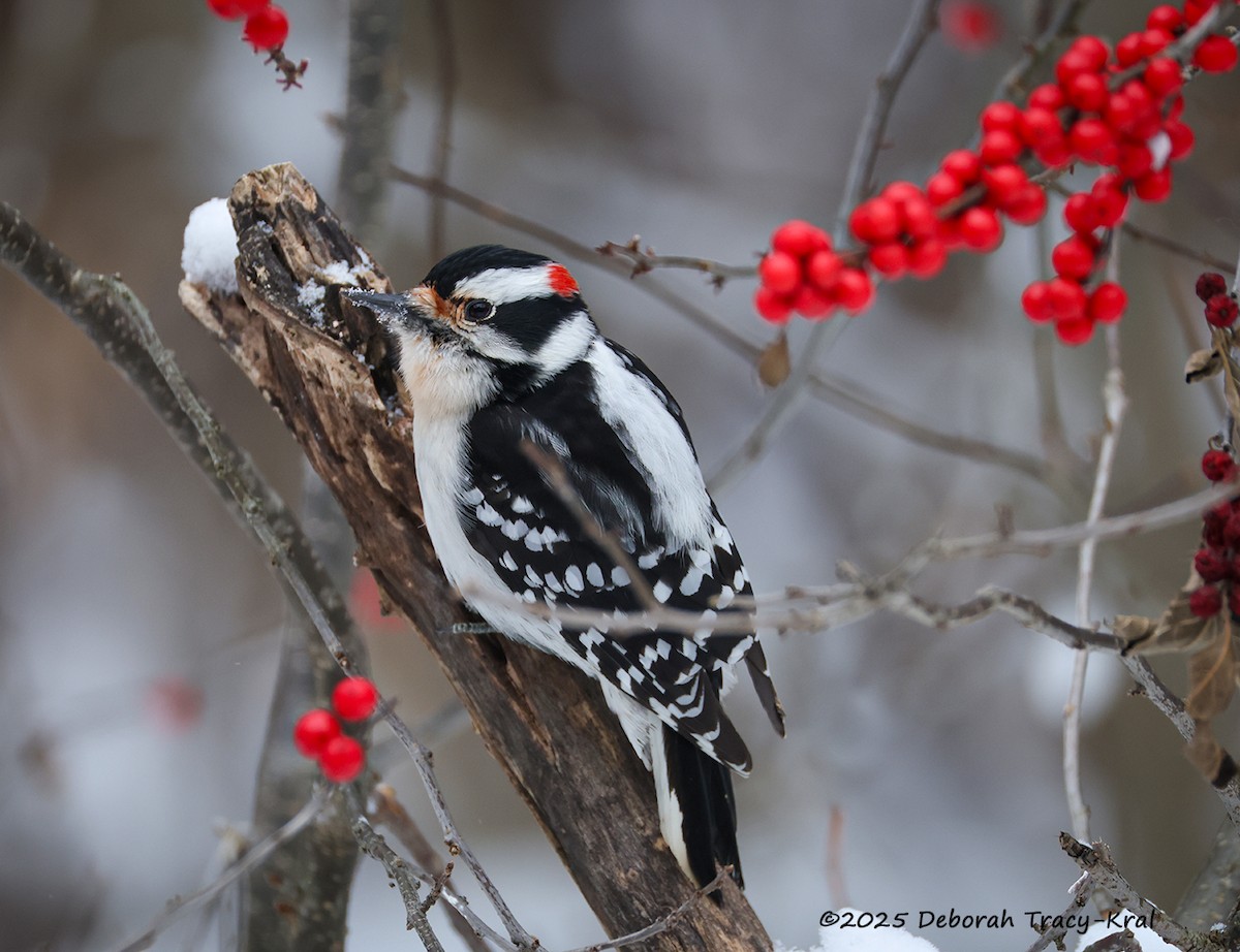 Downy Woodpecker - ML646962652