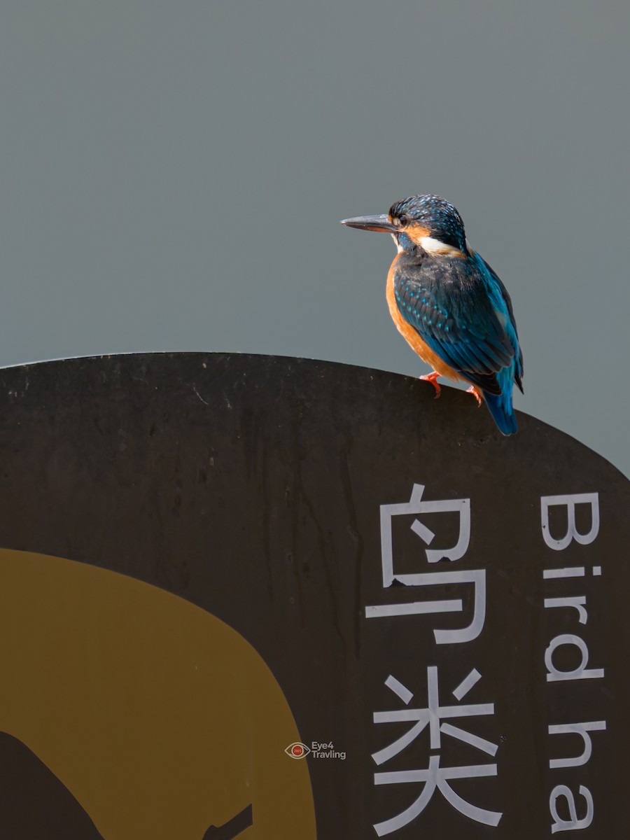 ledňáček říční - ML646962653