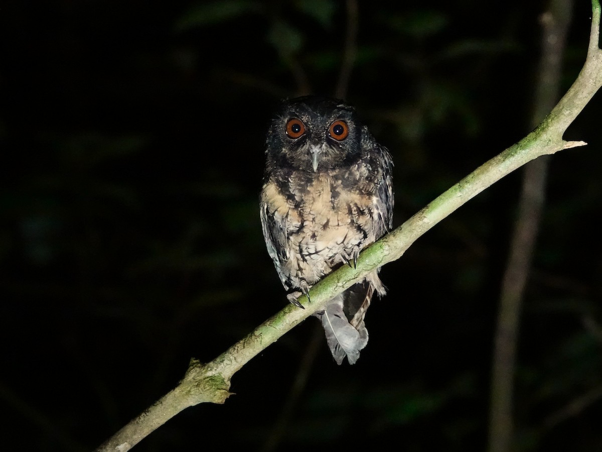 Tawny-bellied Screech-Owl (Northern) - ML646962654