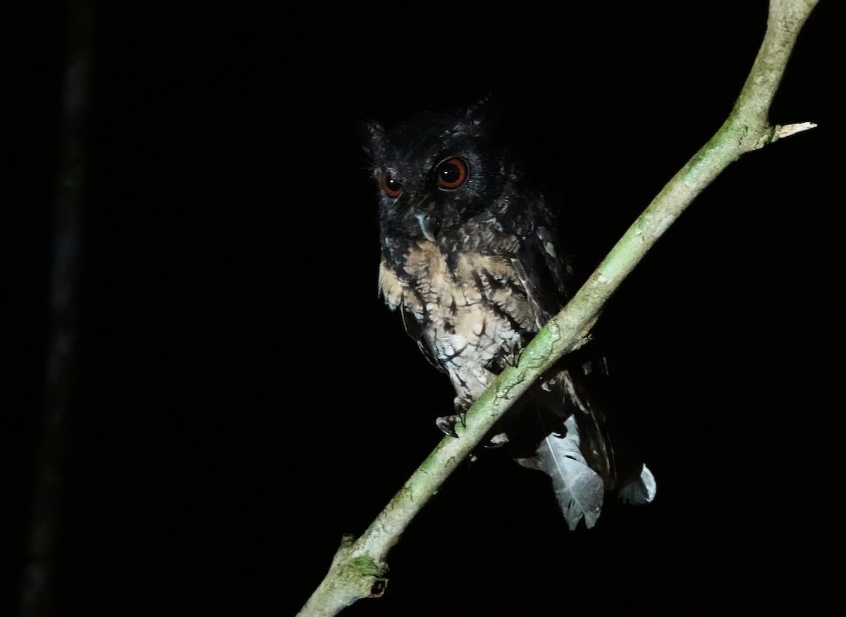 Tawny-bellied Screech-Owl (Northern) - ML646962655