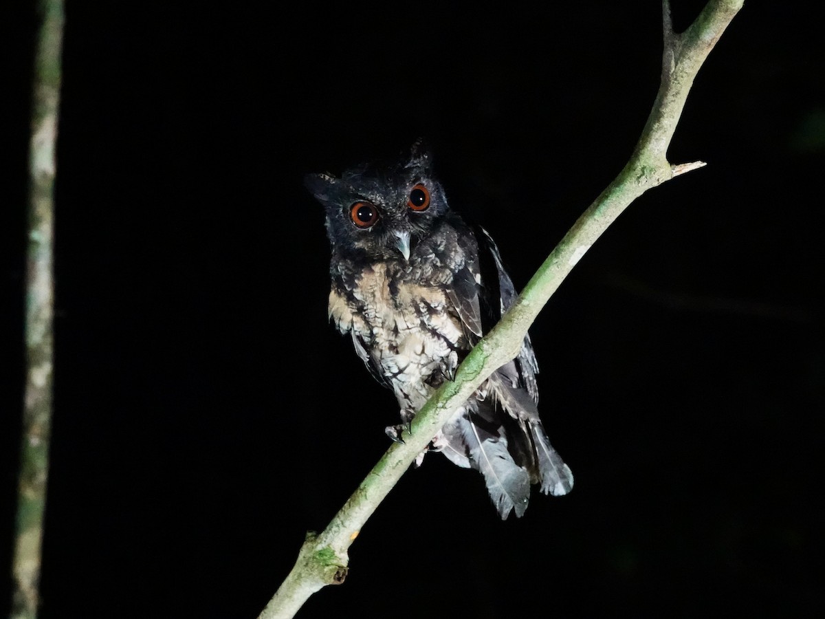 Tawny-bellied Screech-Owl (Northern) - ML646962656