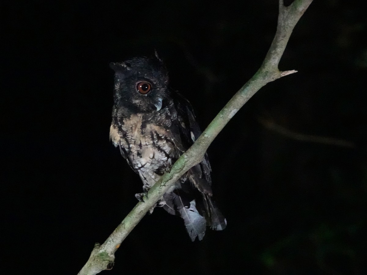 Tawny-bellied Screech-Owl (Northern) - ML646962657
