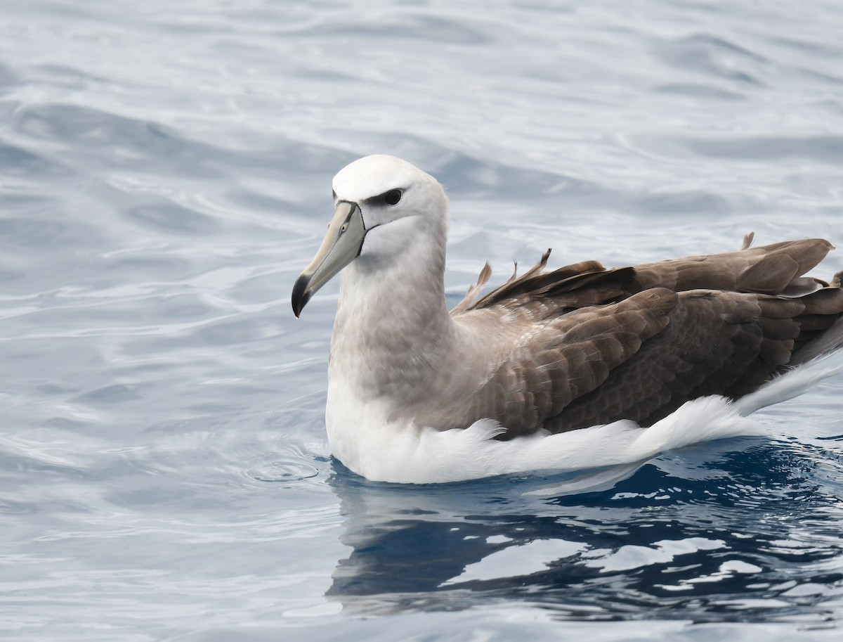 Mahçup Albatros - ML646962658