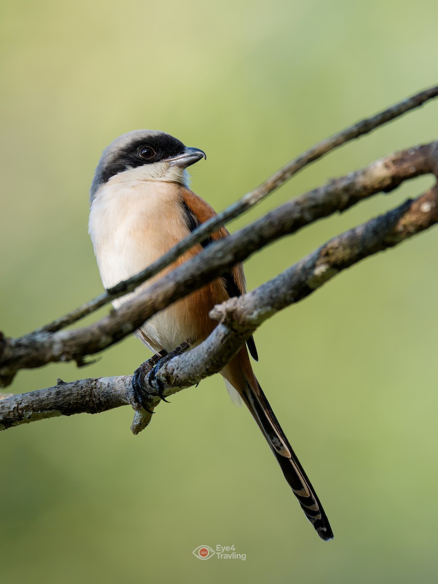 ťuhýk královský - ML646962660