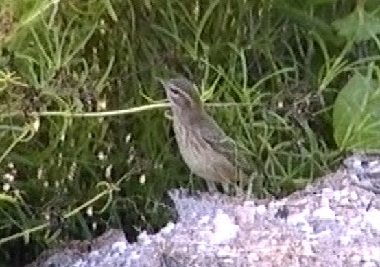 Пальмовая древесница - ML646962661