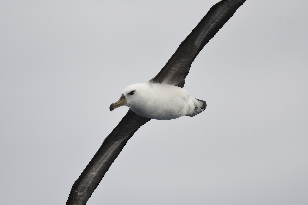 Kara Kaşlı Albatros (melanophris) - ML646962662
