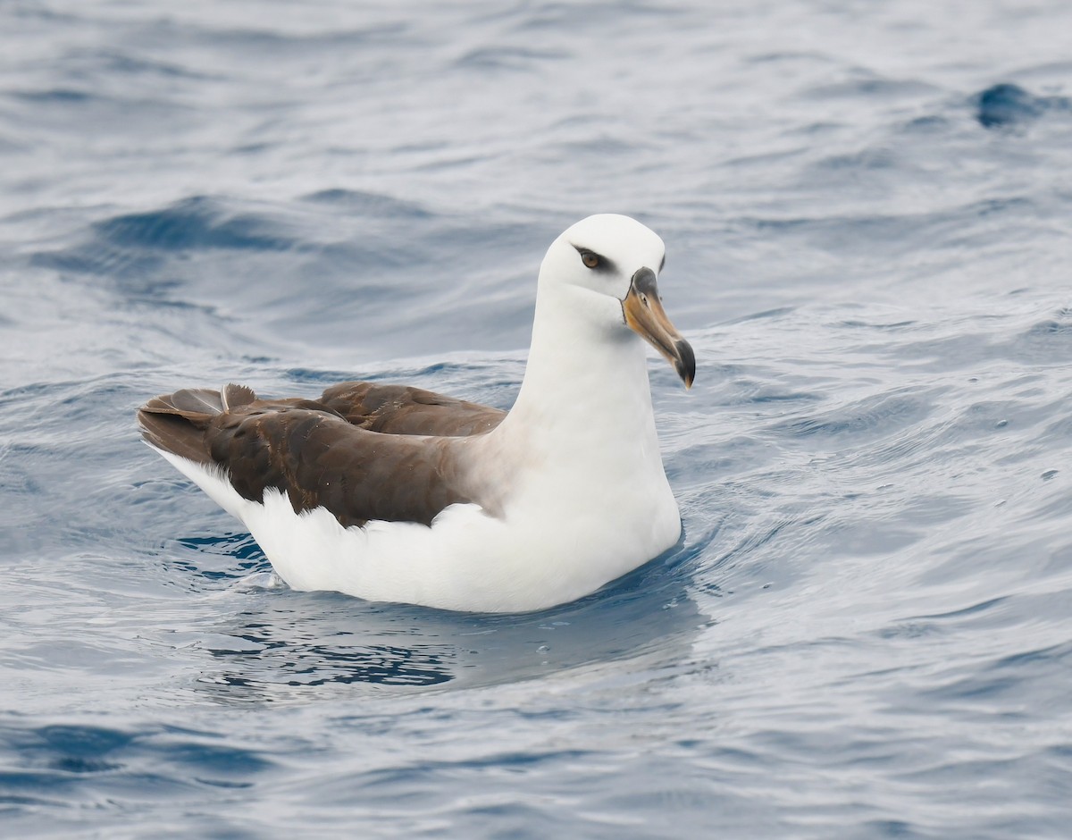 Kara Kaşlı Albatros (impavida) - ML646962666