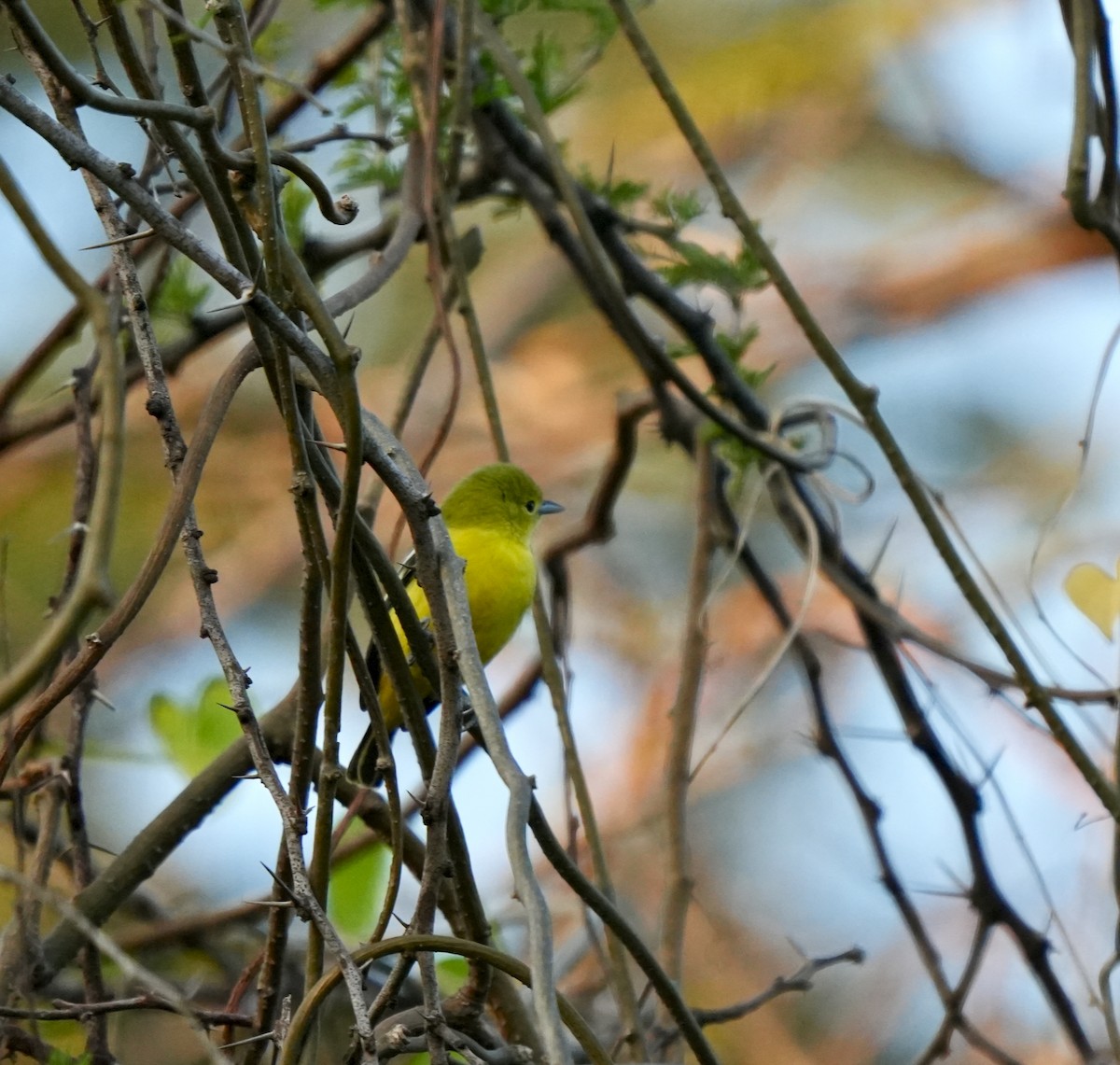 Common Iora - ML646962672