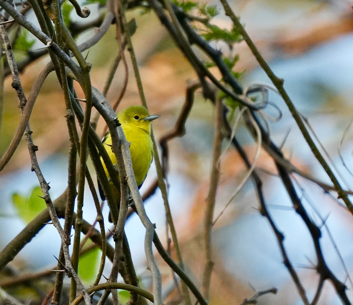 Common Iora - ML646962673
