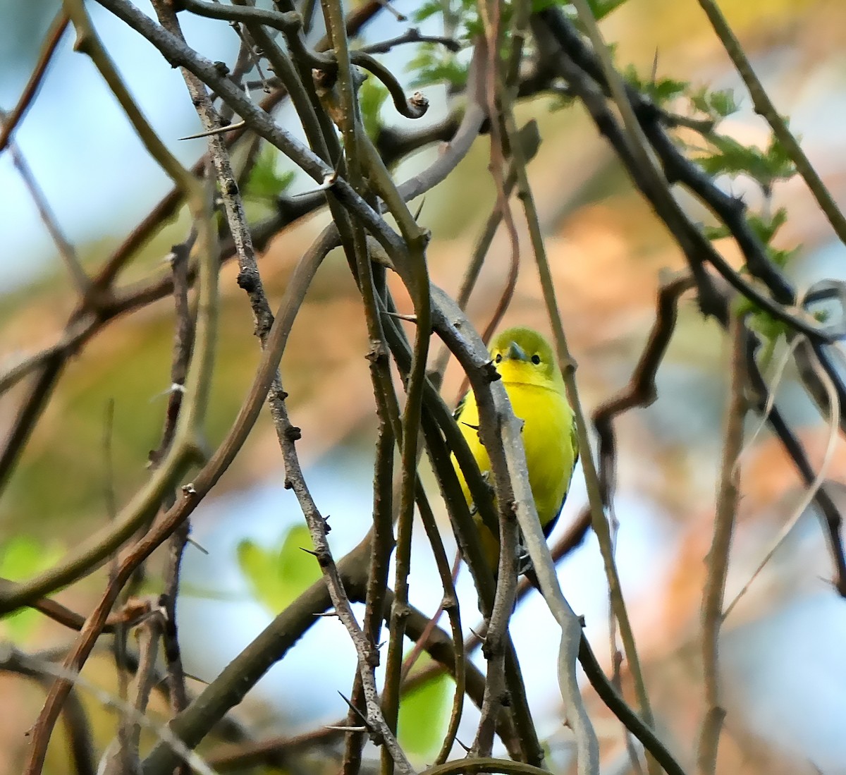 Common Iora - ML646962674