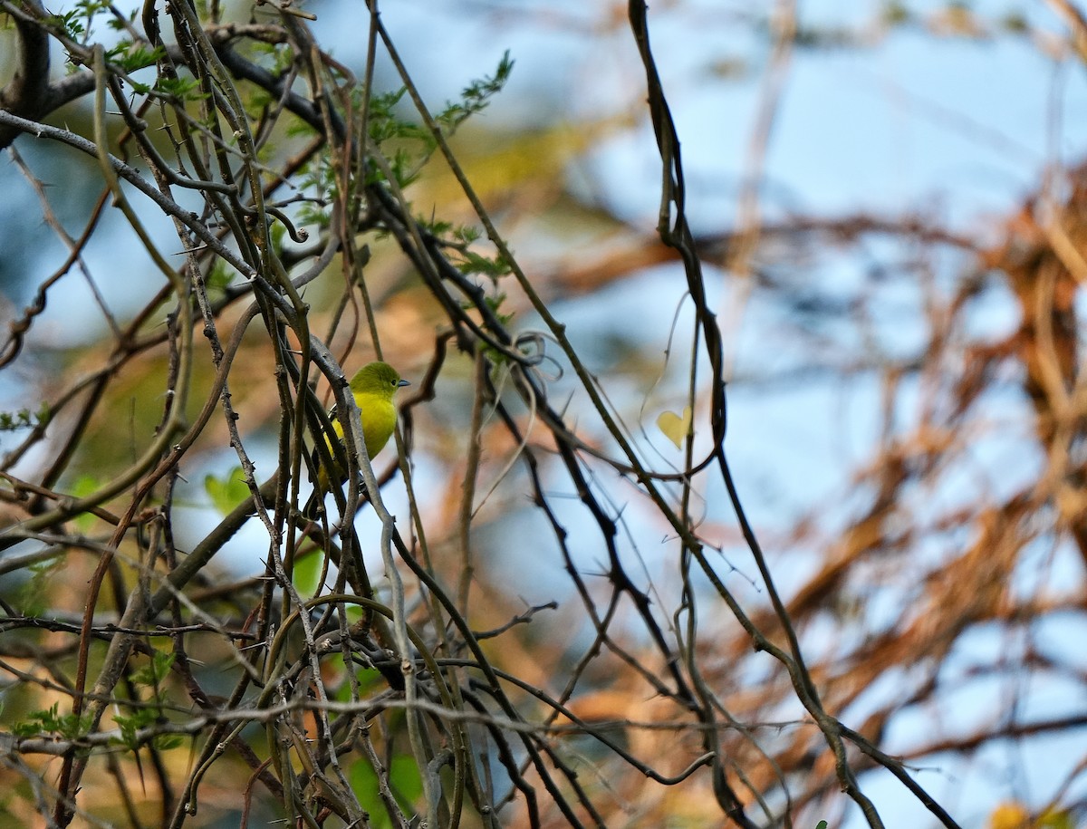 Common Iora - ML646962675