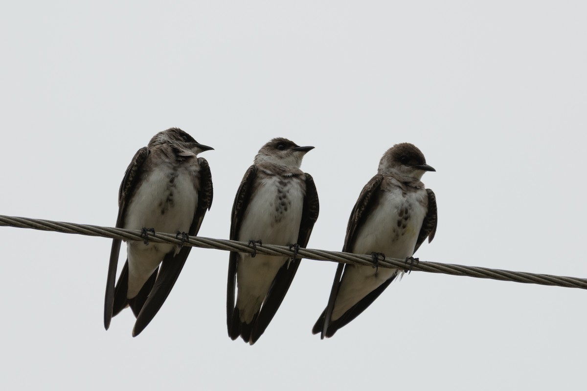 Brown-chested Martin - ML646962681