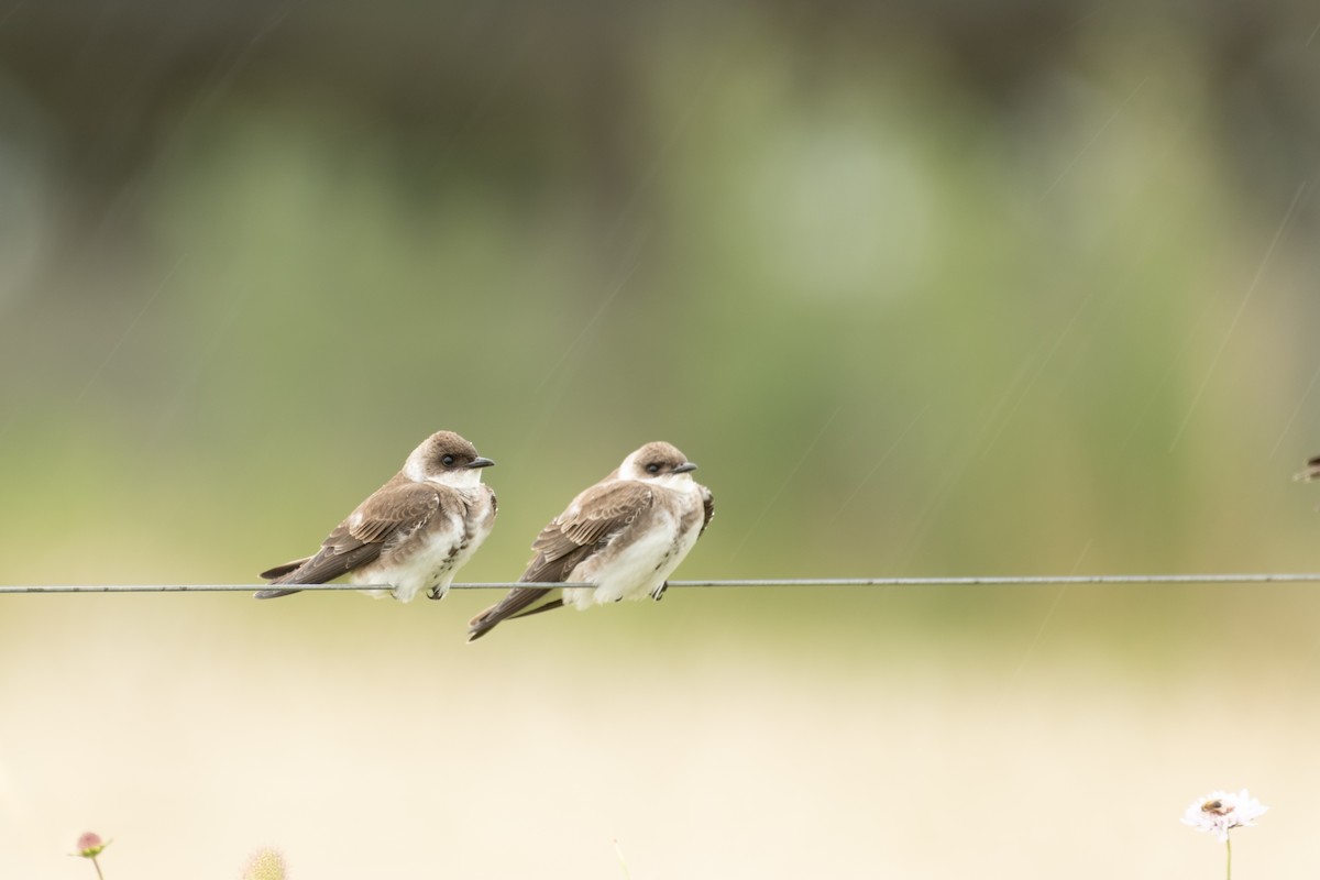 Brown-chested Martin - ML646962682