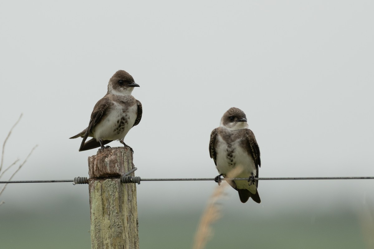 Brown-chested Martin - ML646962683