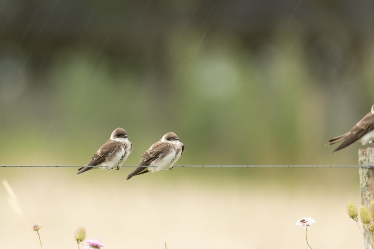 Brown-chested Martin - ML646962684