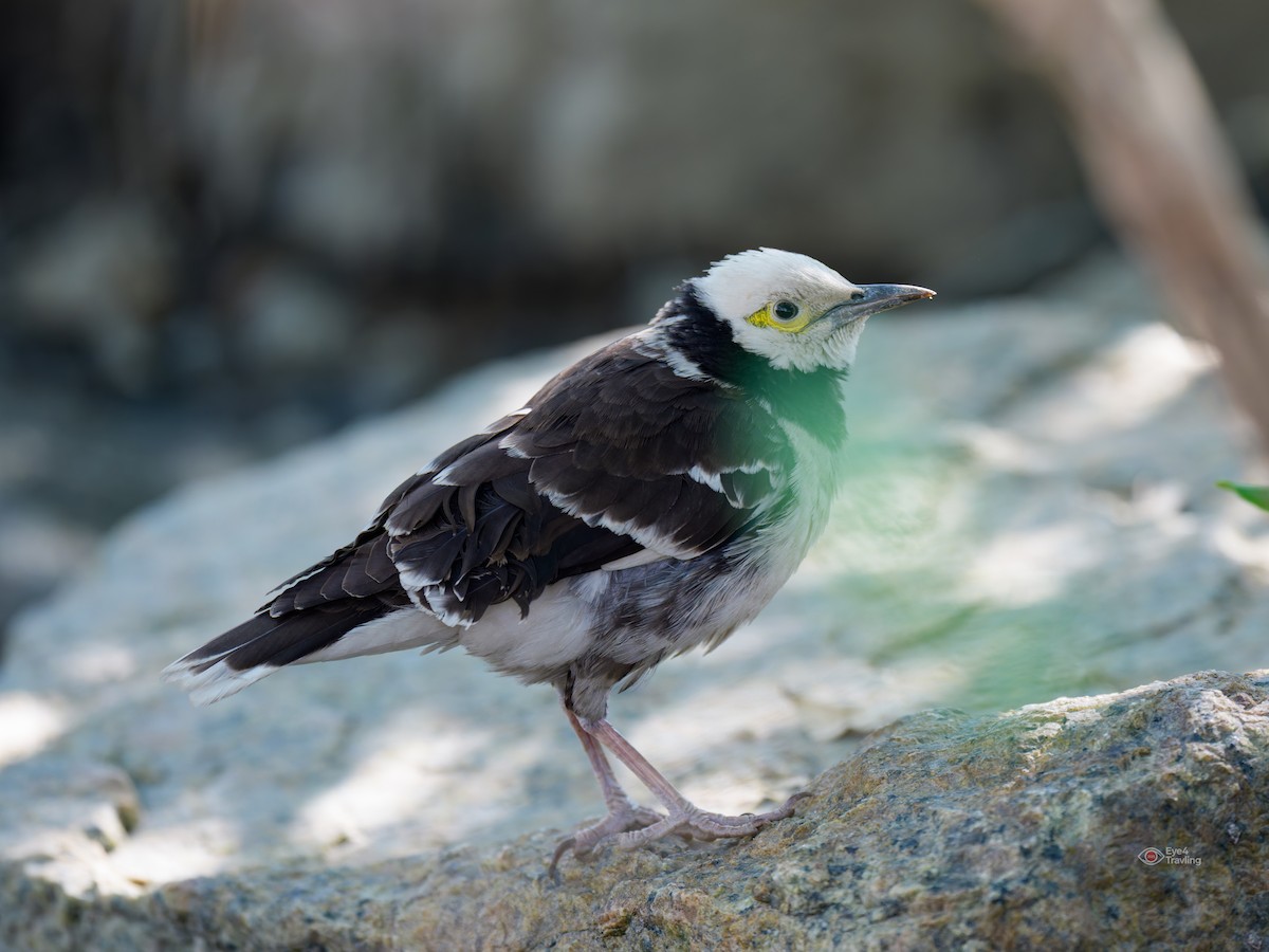 špaček černokrký - ML646962686