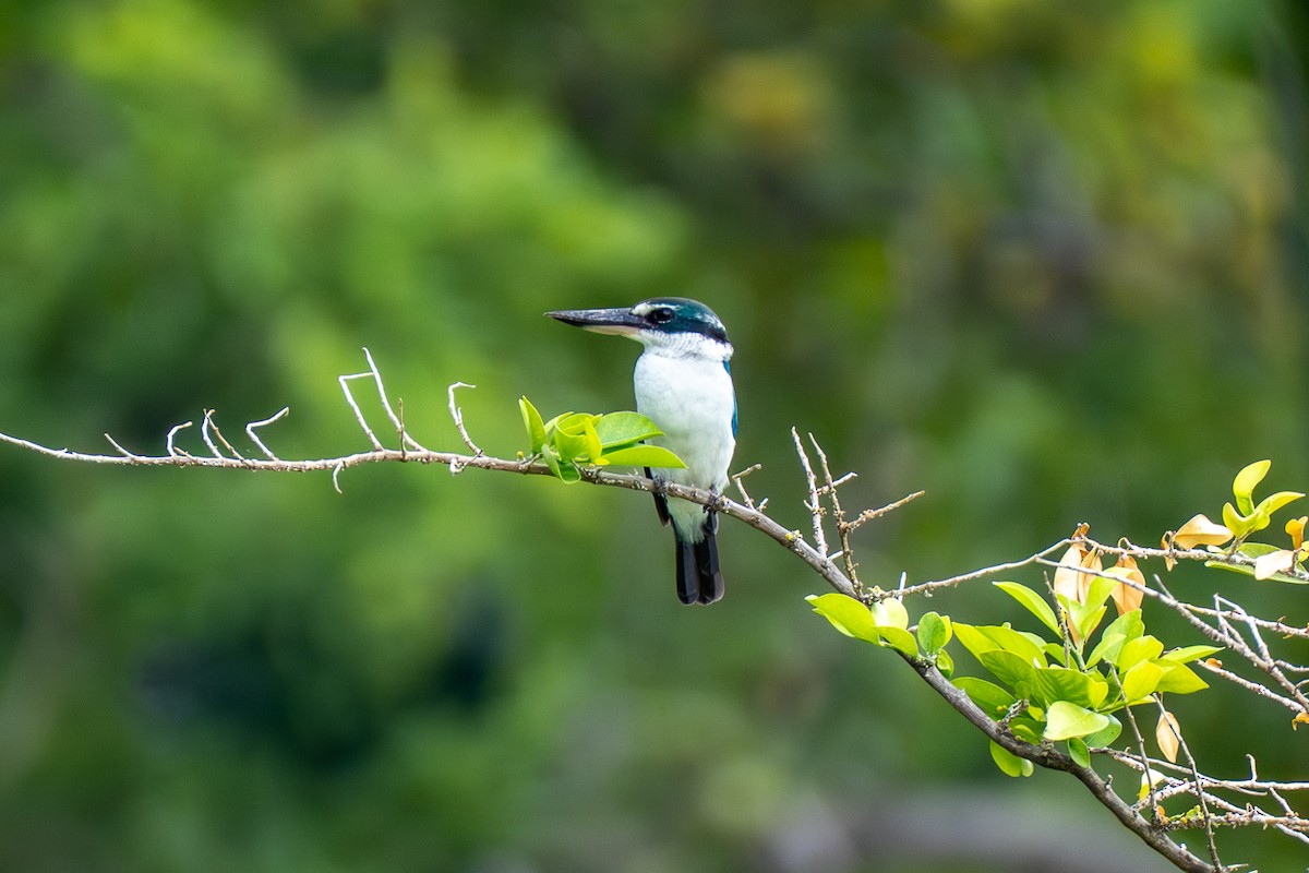 Ak Yakalı Yalıçapkını - ML646962687