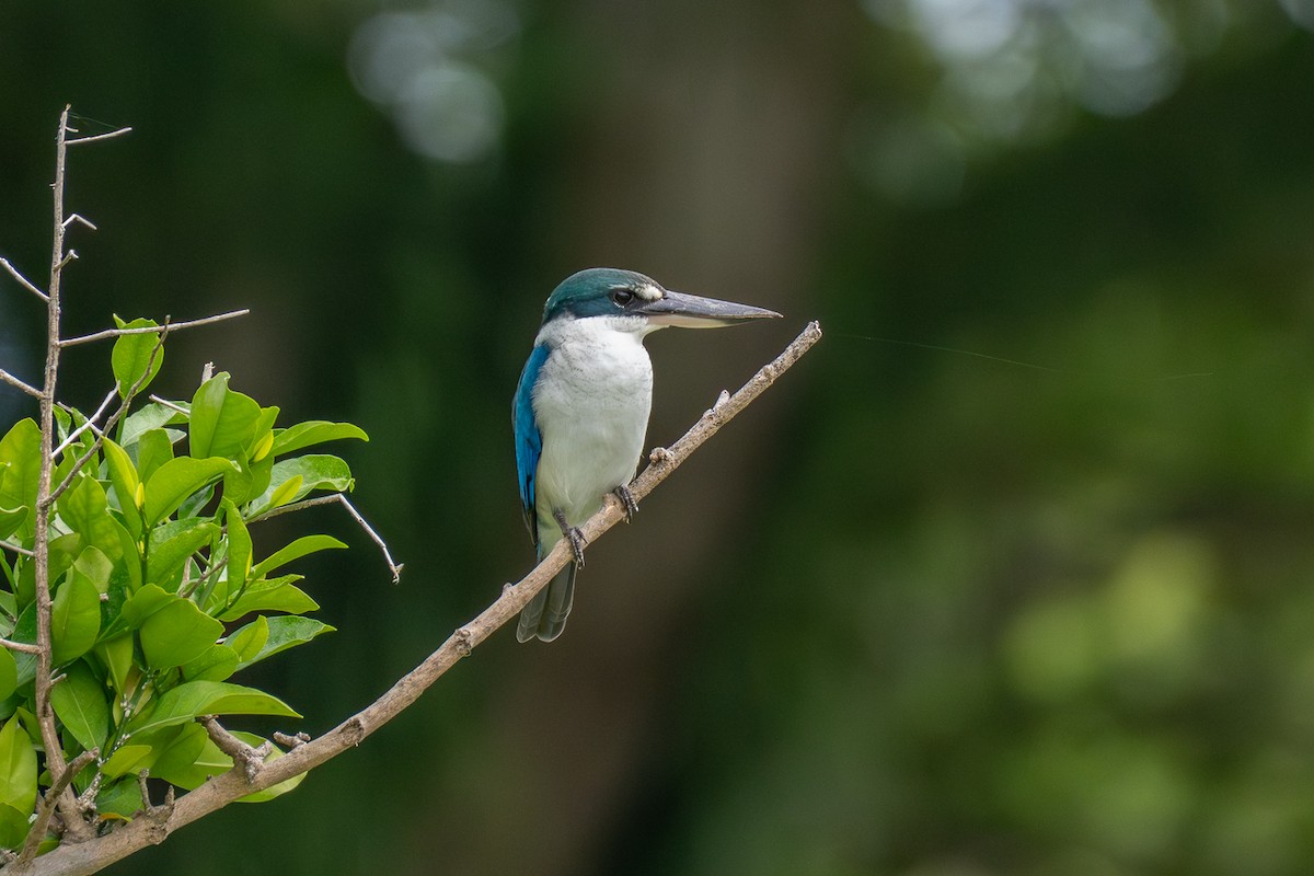 Ak Yakalı Yalıçapkını - ML646962688