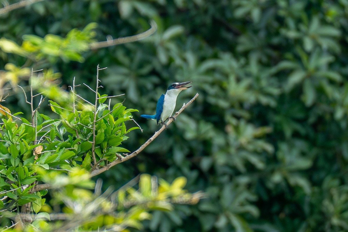 Ak Yakalı Yalıçapkını - ML646962689