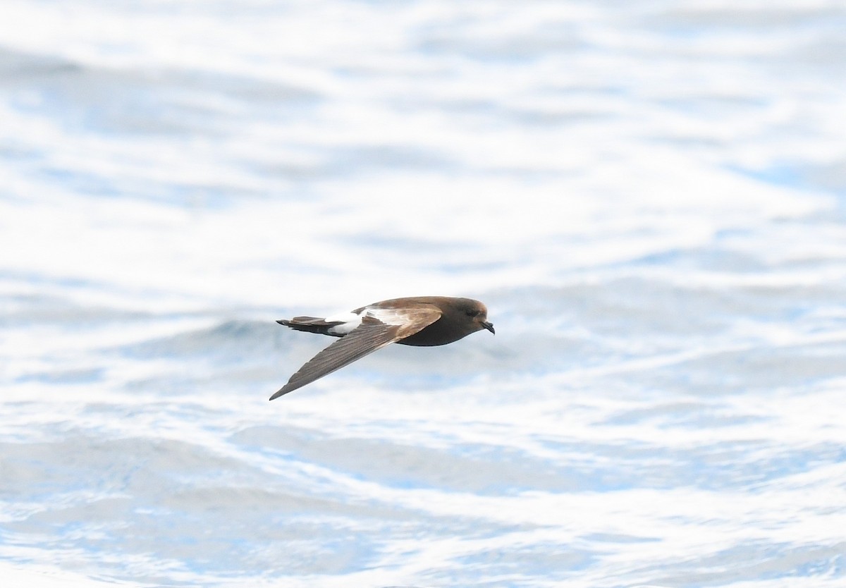 Sarı Ayaklı Fırtınakırlangıcı - ML646962691