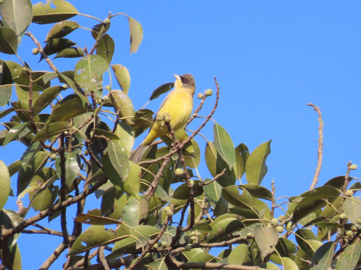 Black-headed Bunting - ML646962692