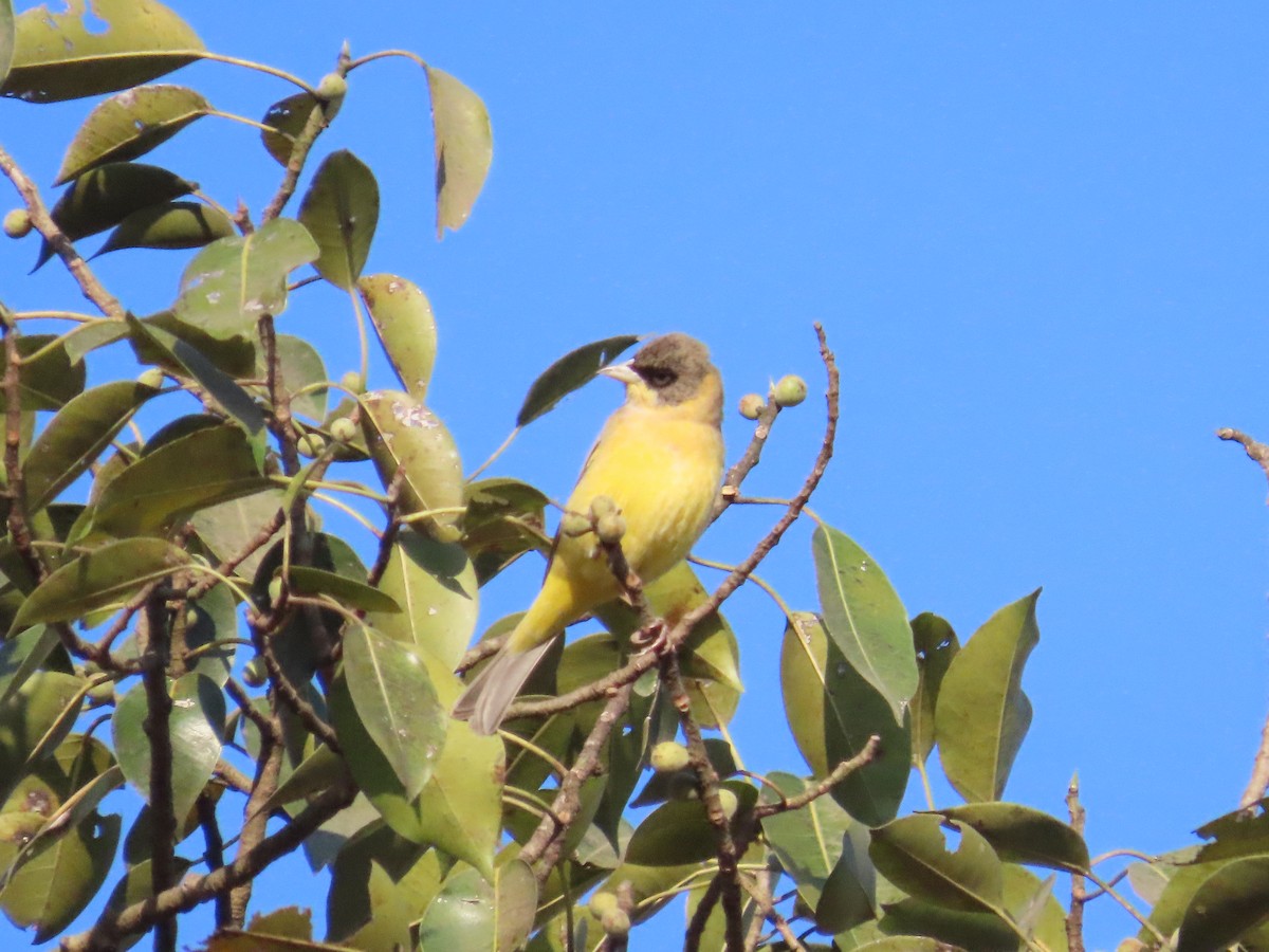 Black-headed Bunting - ML646962701