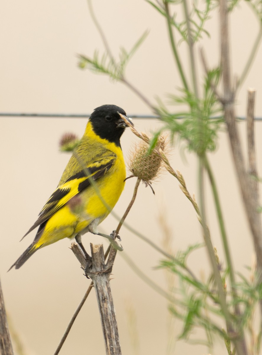 Hooded Siskin - ML646962702