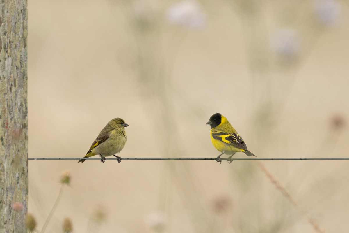Hooded Siskin - ML646962703