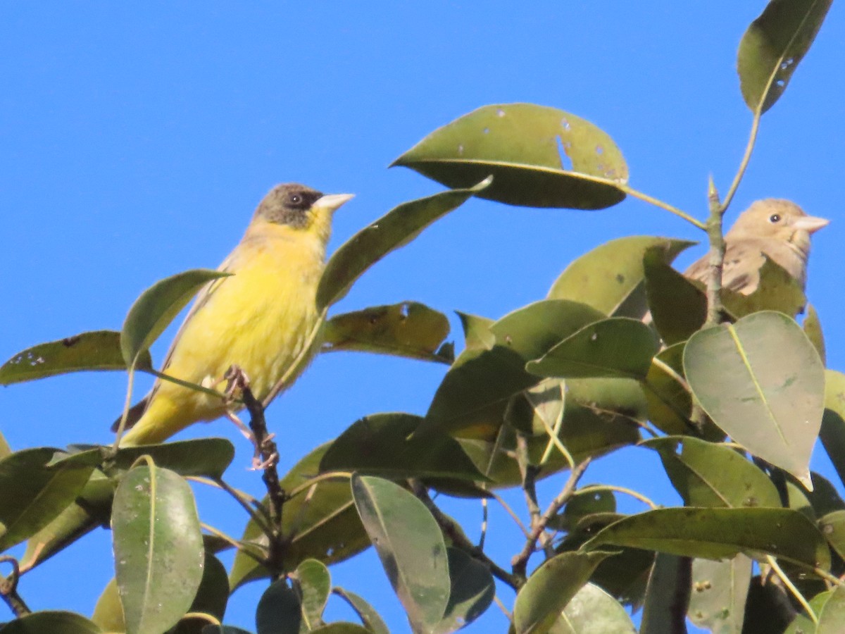 Black-headed Bunting - ML646962705