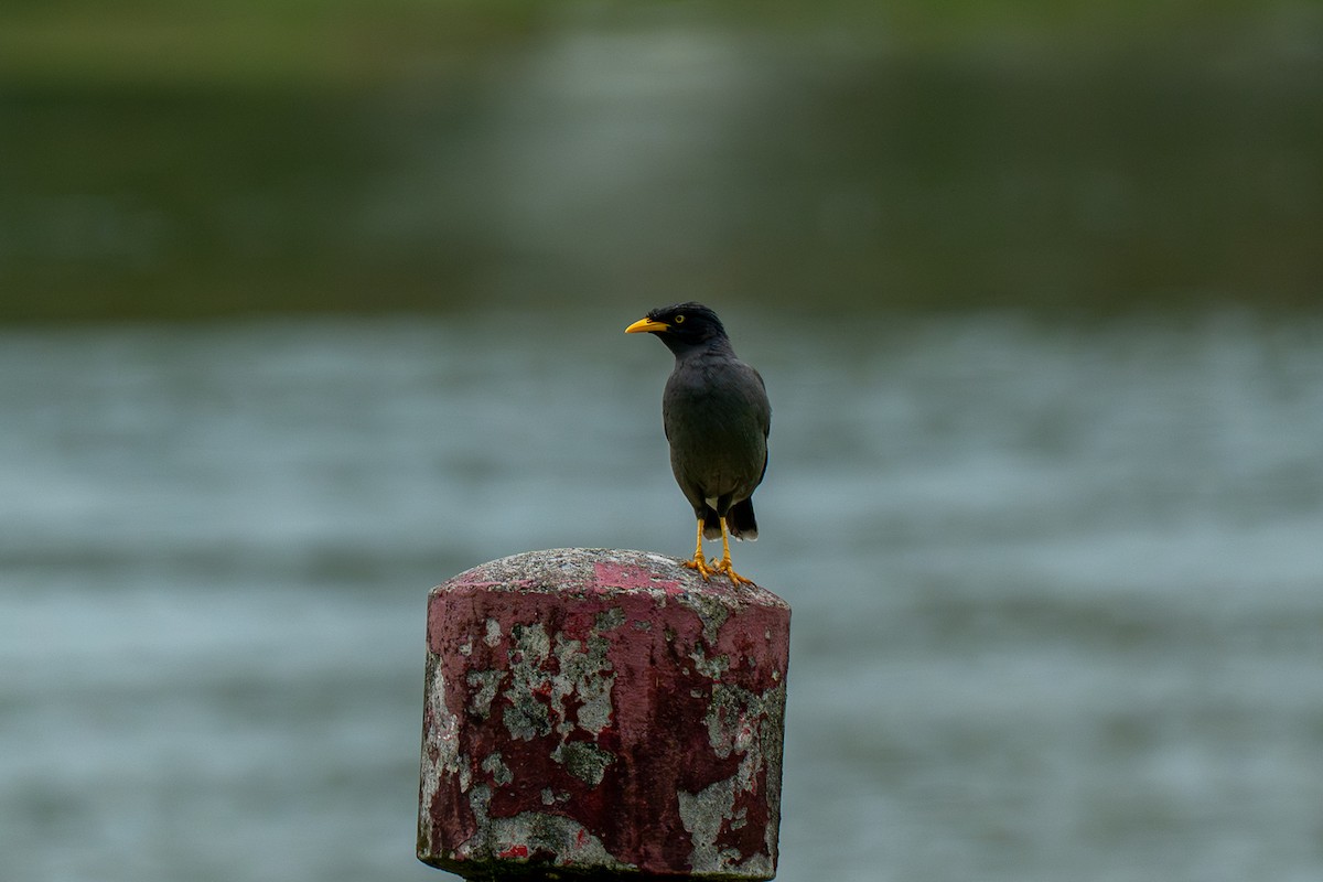 Cava Çiğdecisi - ML646962708