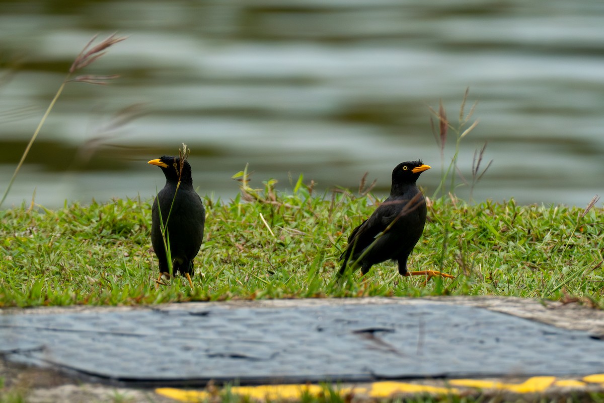 Cava Çiğdecisi - ML646962709