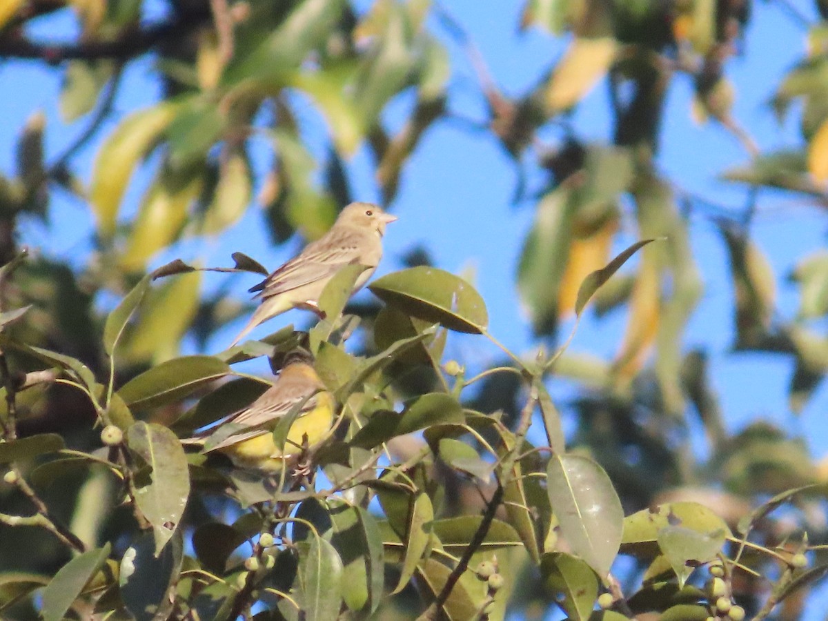 Black-headed Bunting - ML646962710