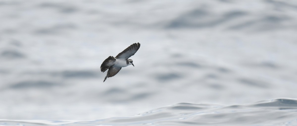 Ak Yüzlü Fırtınakırlangıcı - ML646962715